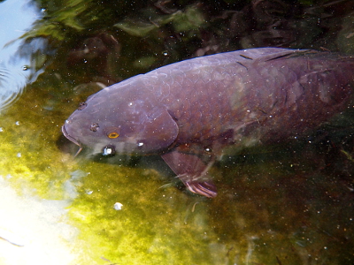 [A purple fish with orange eyes swims just below the surface of the water.]